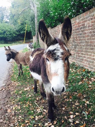 The New Forest Inn - image 13