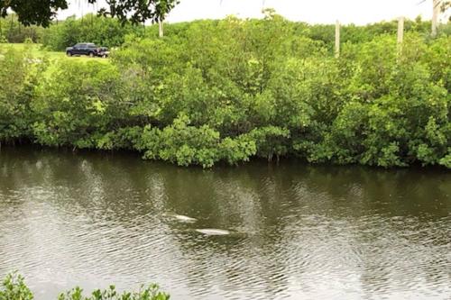 464 Little Harbor in Ruskin, USA