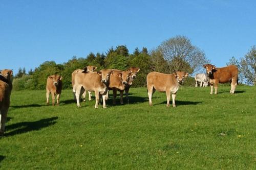 Gite à la ferme au coeur de l'Auvergne