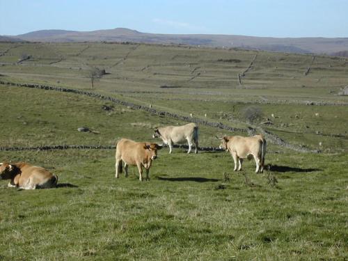 Plateau de l'Aubrac - Location saisonnière - Nasbinals