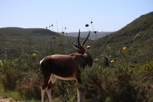 Garden Route Safari Camp