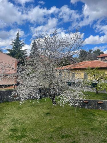 Etna sotto il ciliegio