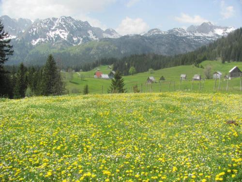 Surrounding environment, Apartments & Rooms Vitko in Zabljak