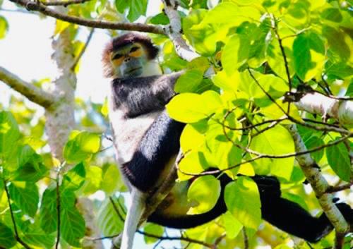 Gibbon Singing Home Stay photo