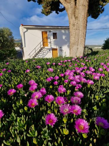Casita of Casa Olivar - Barranco del Rayo