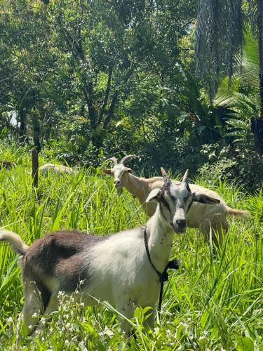 La Munequita Lodge 1 - culture & nature experience in Palmar Norte