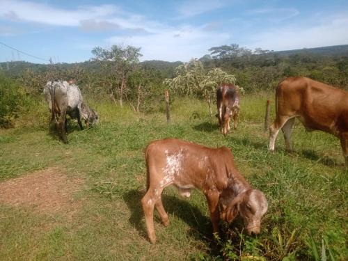 Chalé aconchegante, pertinho da cidade e conectada a natureza