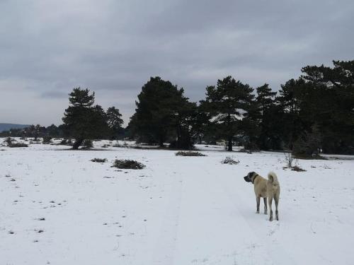 BOLU da ormanin tam kalbinde İsveç mimari göl manz