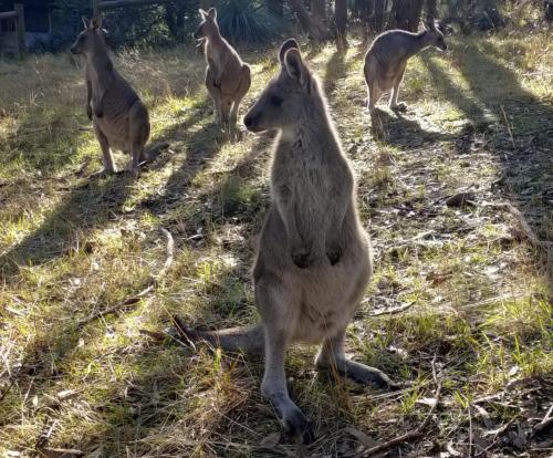 Macedon Ranges Glamping