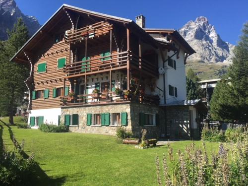 Stella Alpina sotto al Cervino Breuil Cervinia