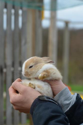 Fugger Alm Fugger Alm