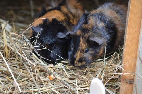 Fugger Alm Fugger Alm