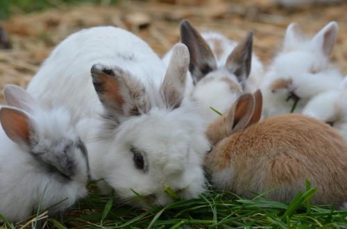 Fugger Alm Fugger Alm