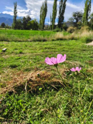 Dārzs, Casa de Haydee in Cachi Adentro