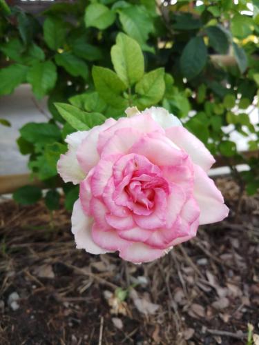 คูณ-เนื่อง ฟาร์ม สเตย์ หัวหิน Koon & Nueang Farm Stay Hua Hin คูณ-เนื่อง ฟาร์ม สเตย์ หัวหิน Koon & Nueang Farm Stay Hua Hin