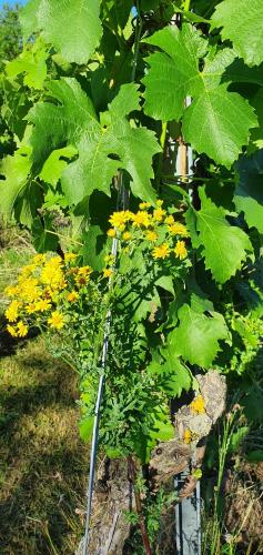 Weingut Will und Würz