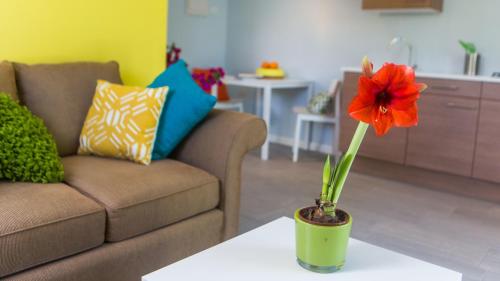 Bubali Bliss Studios & Villas, Palm-Eagle Beach (fotografie 10)