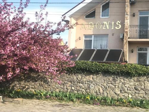 Adonis - image 11