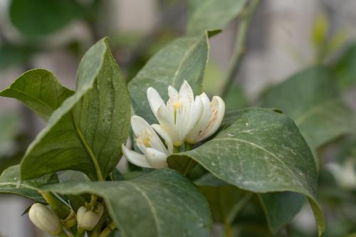 波佐菲欧丽托农庄酒店