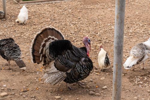 波佐菲欧丽托农庄酒店
