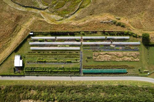Seedlings - at Verve flower farm in Wairau Valley