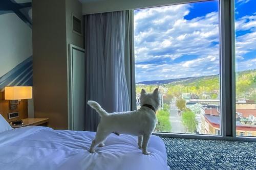 Ithaca Marriott Downtown on the Commons - image 9
