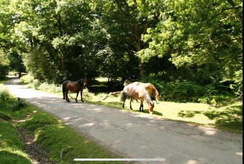 Holbury B&B in Holbury and North Blackfield