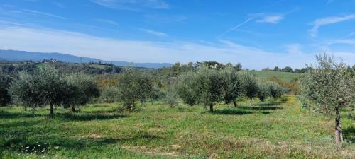 Tenuta i Lecci