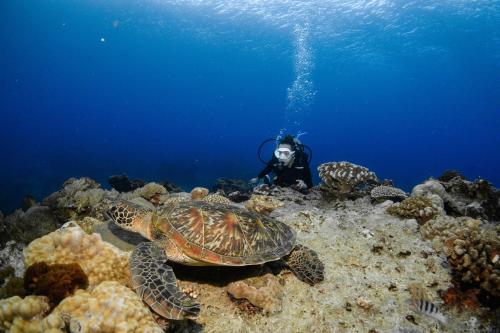走走潛水背包旅宿 in Green Island
