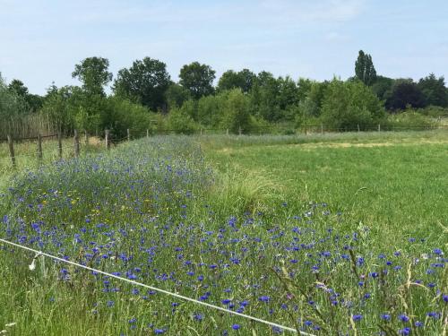 Vakantiehuisje Achterhoek