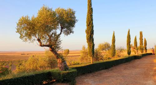 Cortijo El Triguero N-398 Ctra Carmona – El Viso del Alcor Km 18