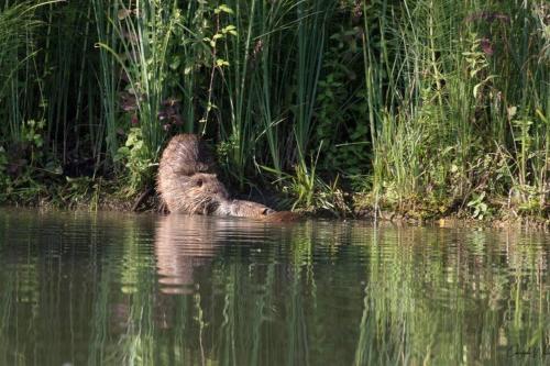 La cabane sur le lac aux Temps des Sources