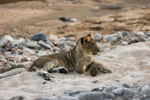 Karongwe Portfolio- Shiduli Private Game Lodge