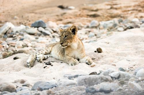 Karongwe Portfolio- Shiduli Private Game Lodge