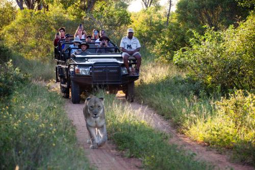 Karongwe Portfolio- Shiduli Private Game Lodge