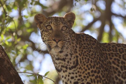 シドゥリ プライベート ゲーム ロッジ