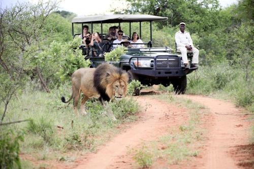 Karongwe Portfolio- Shiduli Private Game Lodge