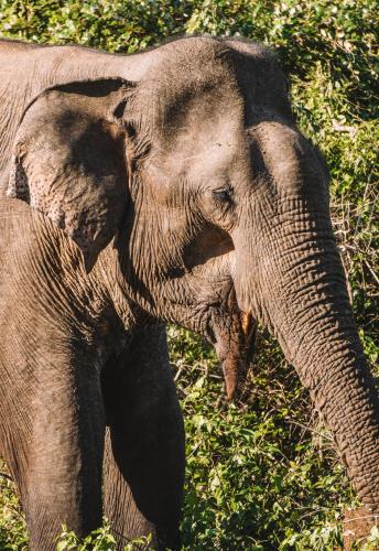 Funky Leopard Safari Lodge Bordering Yala National Park