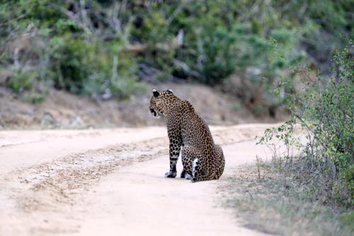 Basecamp - Yala