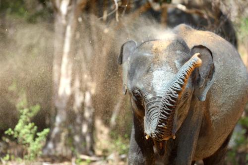 Basecamp - Yala