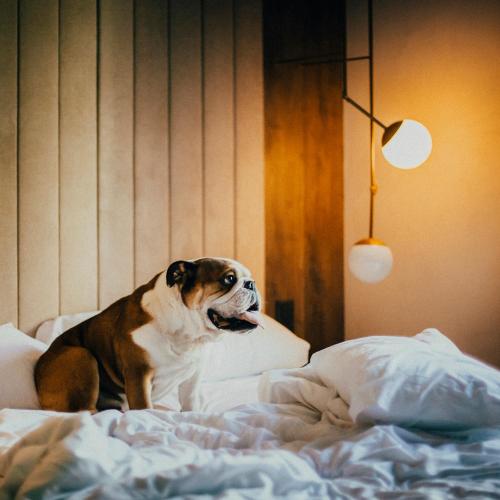 ICON Embassy by Petit Palace - image 6