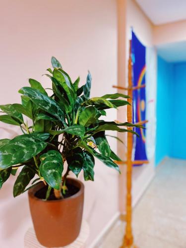 Létesítmények, Studio Aurora - Recife in Boa Vista