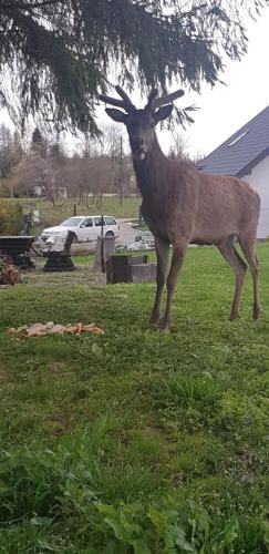 Domek u Hołąbków Domek u Hołąbków