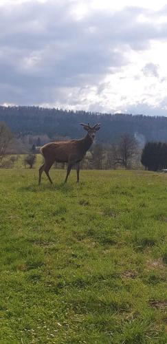 Domek u Hołąbków Domek u Hołąbków