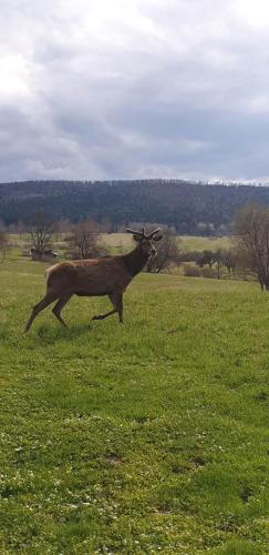 Domek u Hołąbków Domek u Hołąbków