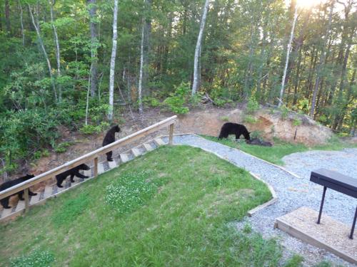 Bear's Eye View 4 Bedrooms Sleeps 14 Home Theater Gaming Hot Tub - image 6