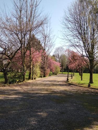 The Wandering Donkey Guest House in Carlow