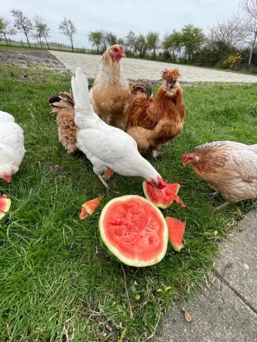 Het Tinkerparadijs, paarden, rust en ruimte.