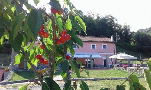 La Casina Rosa — Photo 4