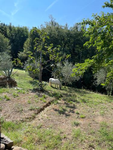 B&B Alloro – Capannori, MN